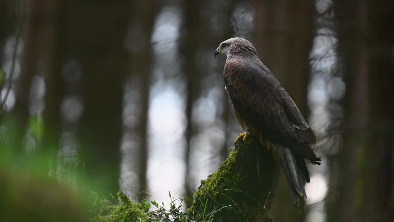 哈里斯鹰(Parabuteo unicinctus)是一种食肉鸟，栖息在树林的树桩上。一种生活在自然栖息地的稀有猛禽。视频素材