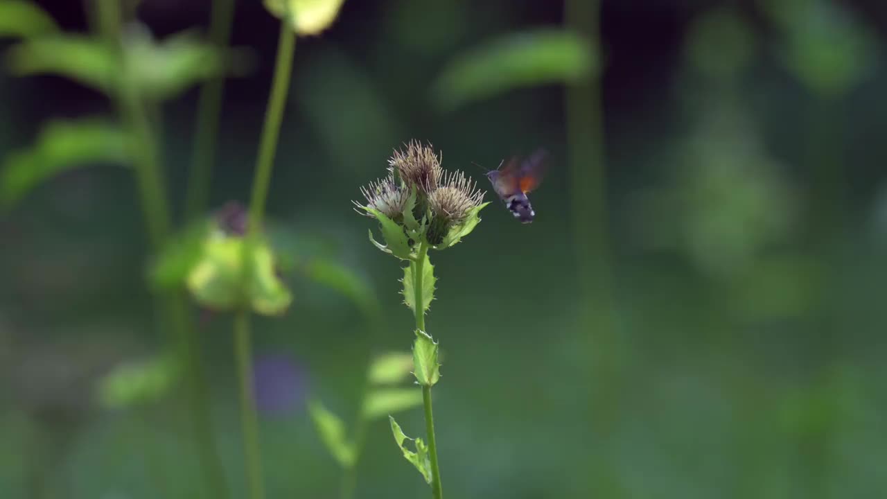 这是一种罕见的蝴蝶，叫做蜂鸟鹰蛾(Macroglossum stellatarum)，它在吃花蜜的时候被拍摄下来。视频素材