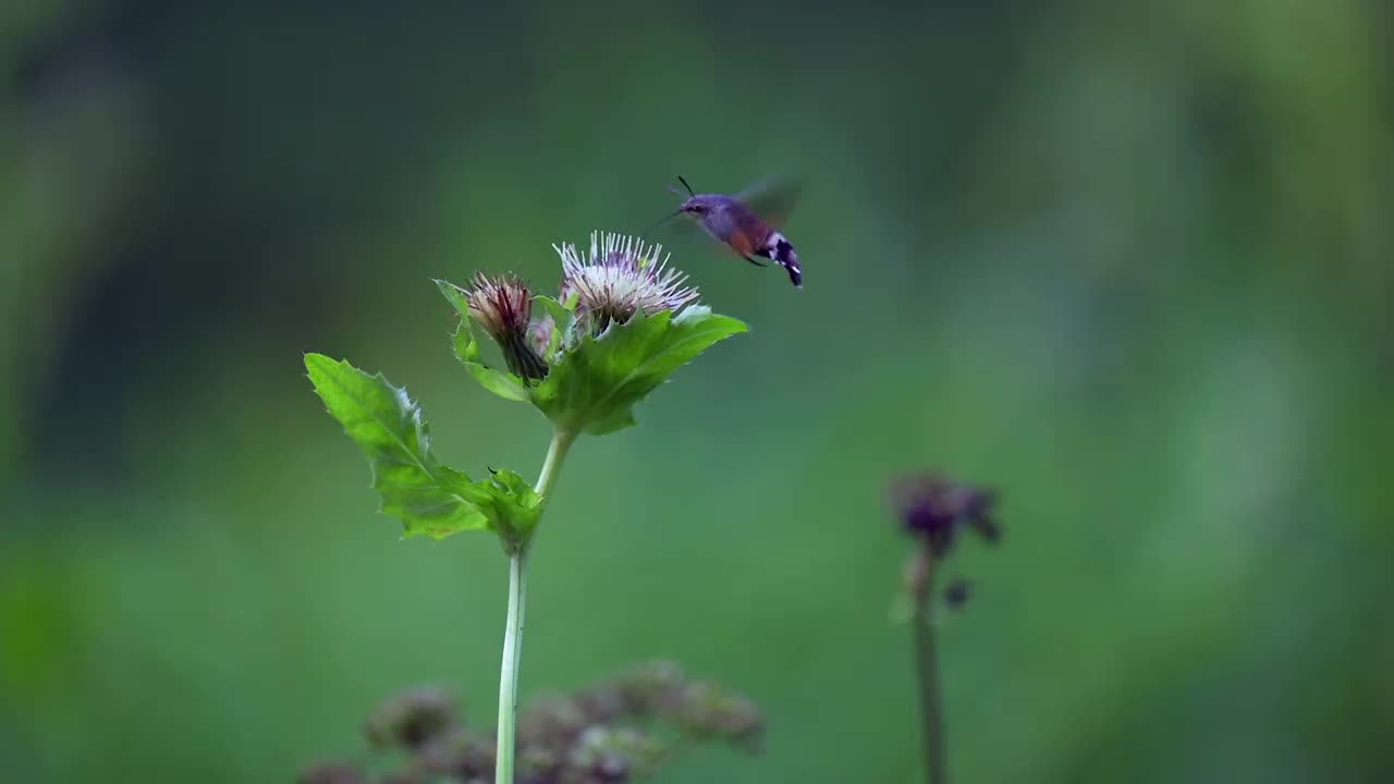 这是一种罕见的蝴蝶，叫做蜂鸟鹰蛾(Macroglossum stellatarum)，它在吃花蜜的时候被拍摄下来。视频素材