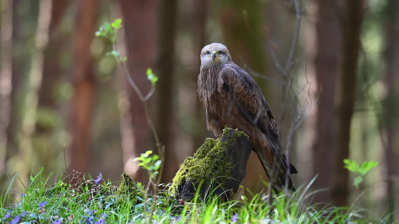 哈里斯鹰(Parabuteo unicinctus)是一种食肉鸟，栖息在树林的树桩上。一种生活在自然栖息地的稀有猛禽。视频素材