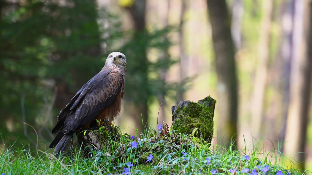 哈里斯鹰(Parabuteo unicinctus)是一种食肉鸟，栖息在树林的树桩上。一种生活在自然栖息地的稀有猛禽。视频素材