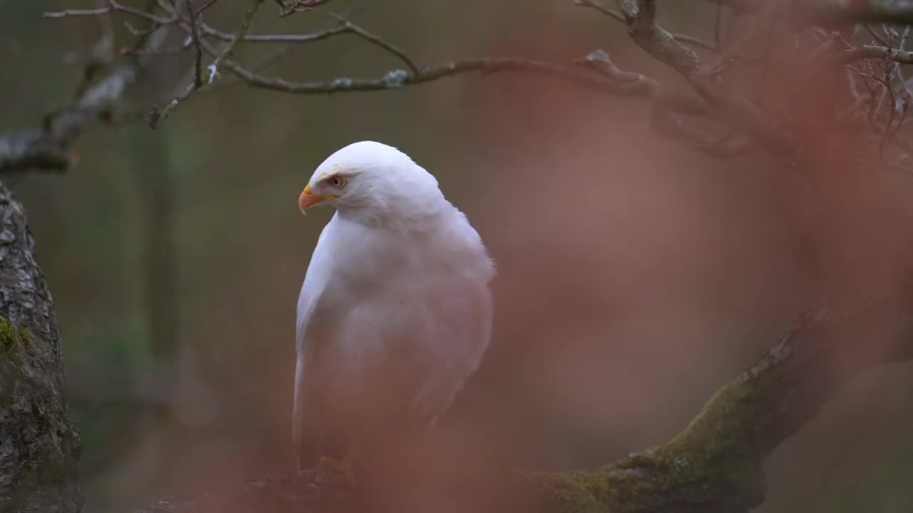 普通秃鹰(Buteo Buteo)是一种罕见的白色变种。坐在日落背景的一棵树上。缓慢的运动。视频素材