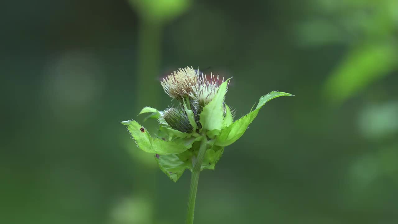 这是一种罕见的蝴蝶，叫做蜂鸟鹰蛾(Macroglossum stellatarum)，它在吃花蜜的时候被拍摄下来。视频素材