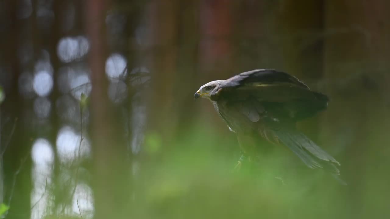 哈里斯鹰(Parabuteo unicinctus)是一种食肉鸟，栖息在树林的树桩上。一种生活在自然栖息地的稀有猛禽。视频素材