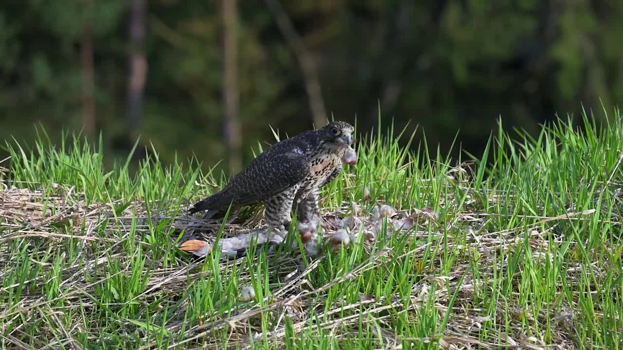 游隼(Falco peregrinus)在高高的绿色春天的草地上享受它的猎物。视频素材