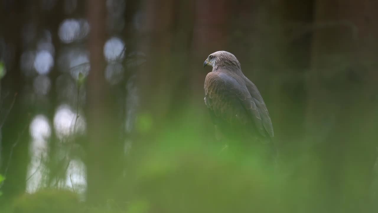 哈里斯鹰(Parabuteo unicinctus)是一种食肉鸟，栖息在树林的树桩上。一种生活在自然栖息地的稀有猛禽。视频素材