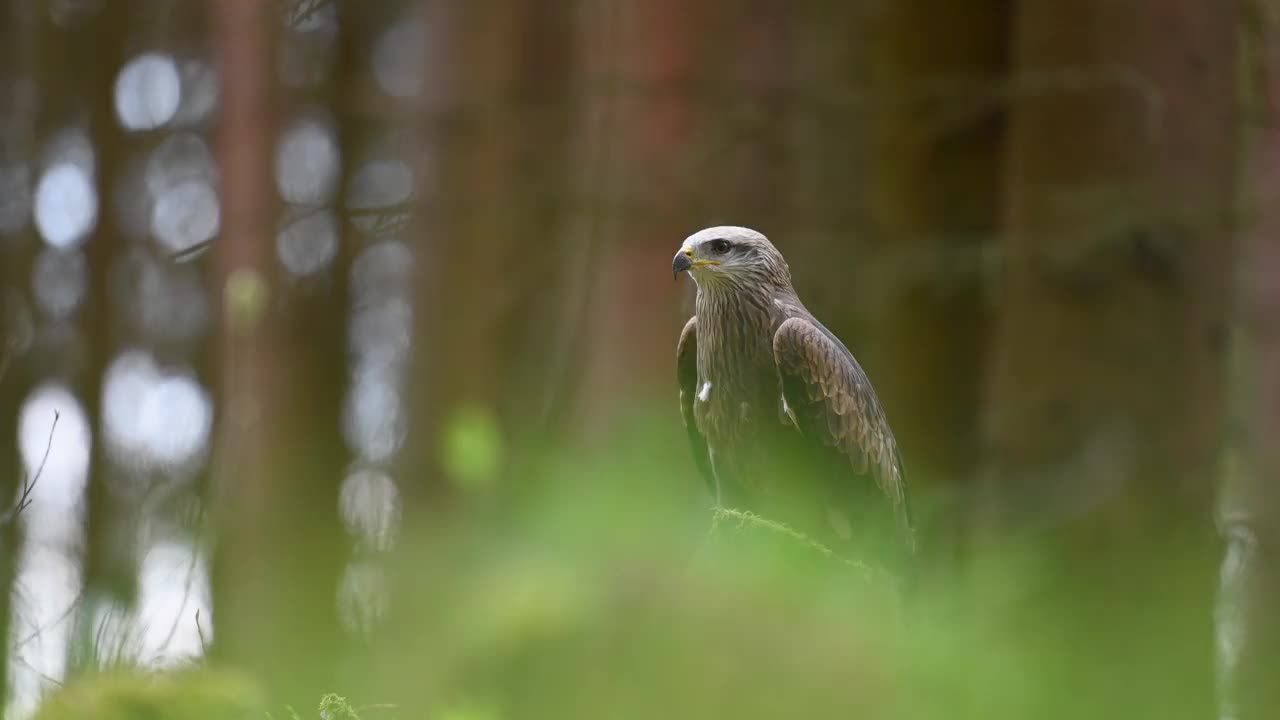 哈里斯鹰(Parabuteo unicinctus)是一种食肉鸟，栖息在树林的树桩上。一种生活在自然栖息地的稀有猛禽。视频素材