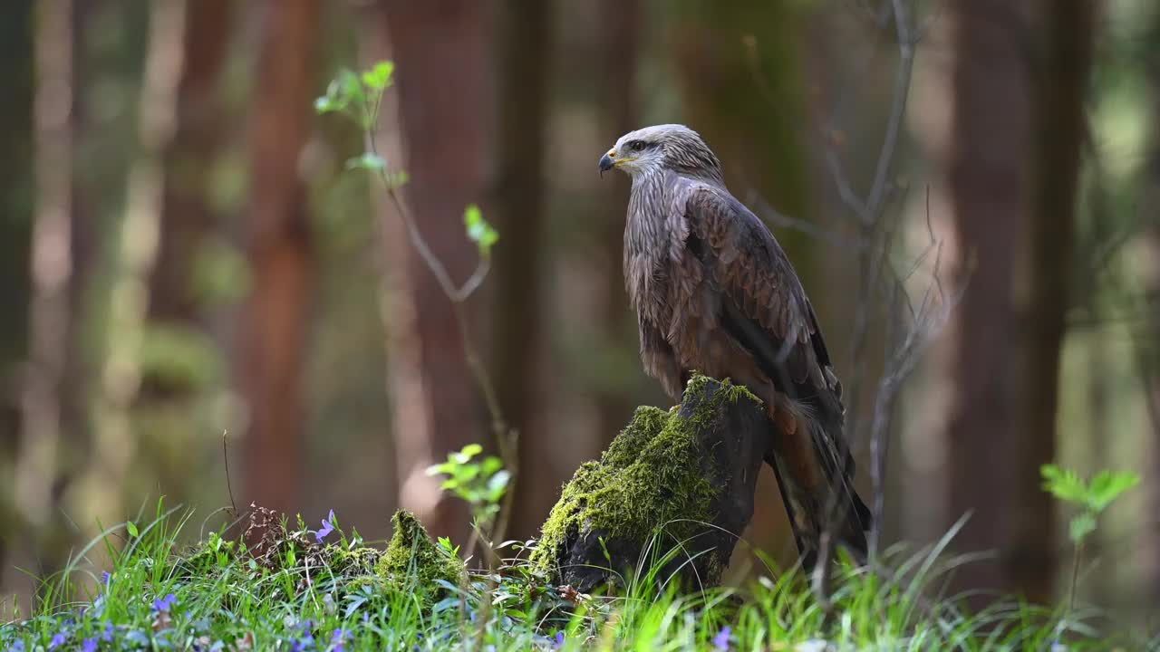 哈里斯鹰(Parabuteo unicinctus)是一种食肉鸟，栖息在树林的树桩上。一种生活在自然栖息地的稀有猛禽。视频素材