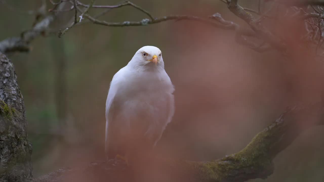 普通秃鹰(Buteo Buteo)是一种罕见的白色变种。坐在日落背景的一棵树上。缓慢的运动。视频素材