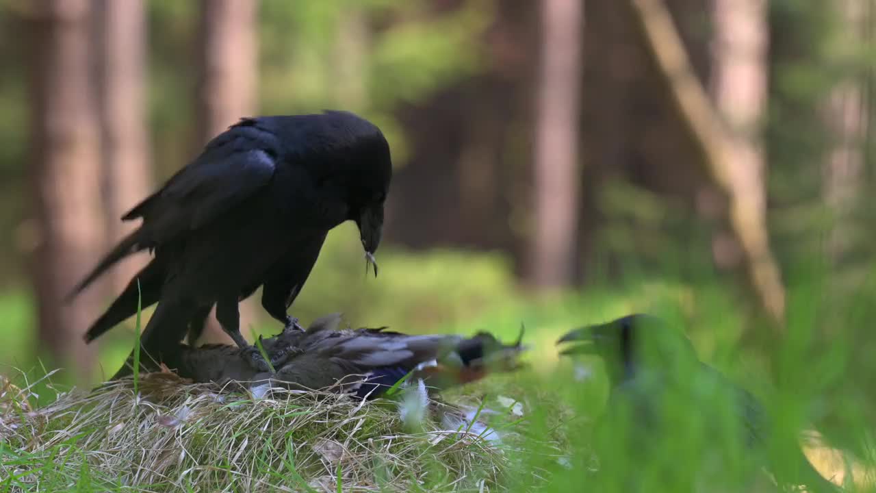 一对普通乌鸦(Corvus corax)啄食猎物的羽毛。他们一起在地上的树林里的草地上战斗。视频素材