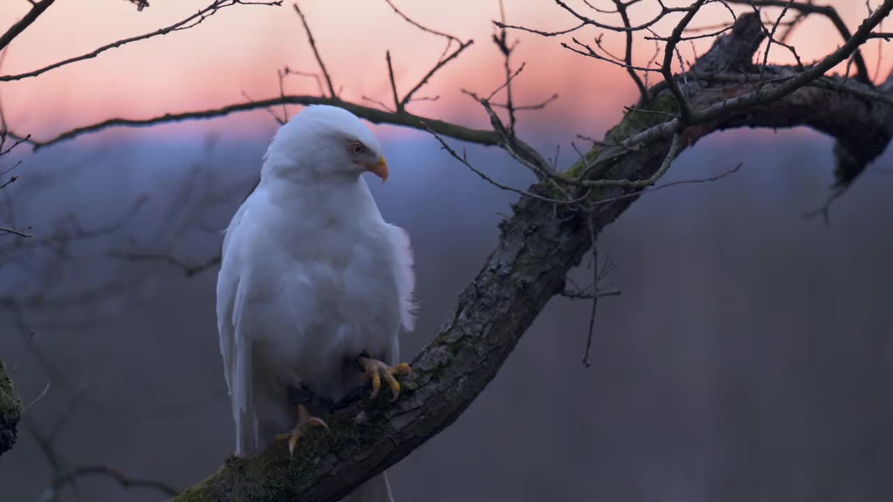 普通秃鹰(Buteo Buteo)是一种罕见的白色变种。坐在日落背景的一棵树上。缓慢的运动。视频素材