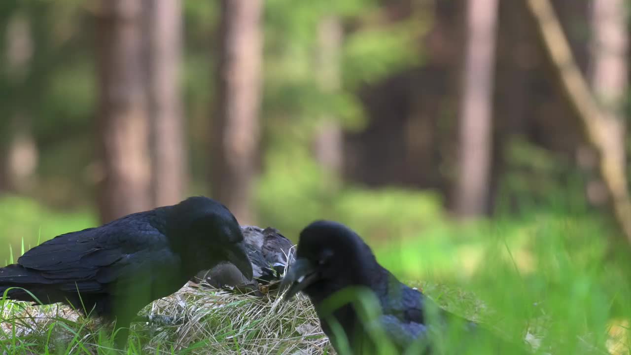 一对普通乌鸦(Corvus corax)啄食猎物的羽毛。他们一起在地上的树林里的草地上战斗。视频素材