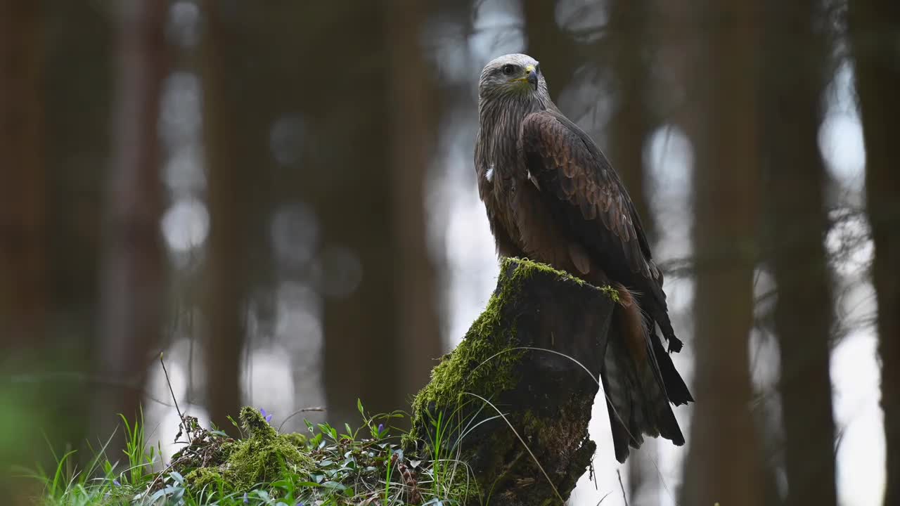 哈里斯鹰(Parabuteo unicinctus)是一种食肉鸟，栖息在树林的树桩上。一种生活在自然栖息地的稀有猛禽。视频素材