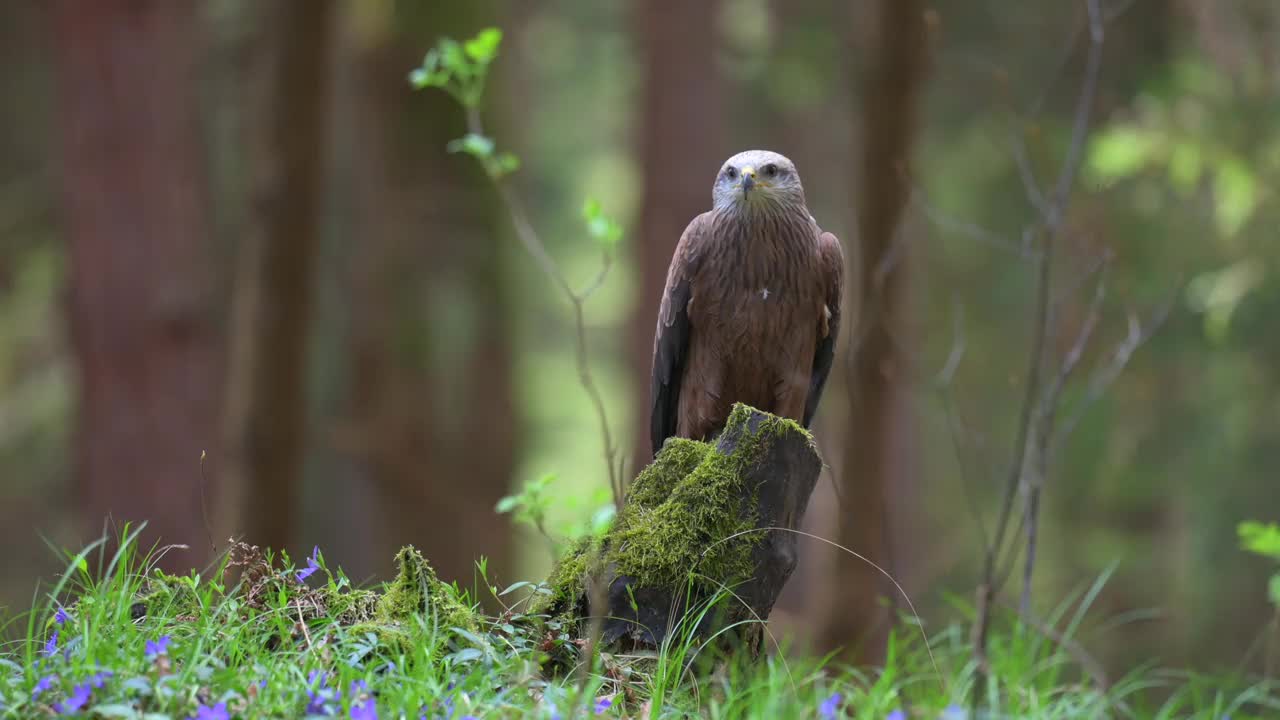 哈里斯鹰(Parabuteo unicinctus)是一种食肉鸟，栖息在树林的树桩上。一种生活在自然栖息地的稀有猛禽。视频素材