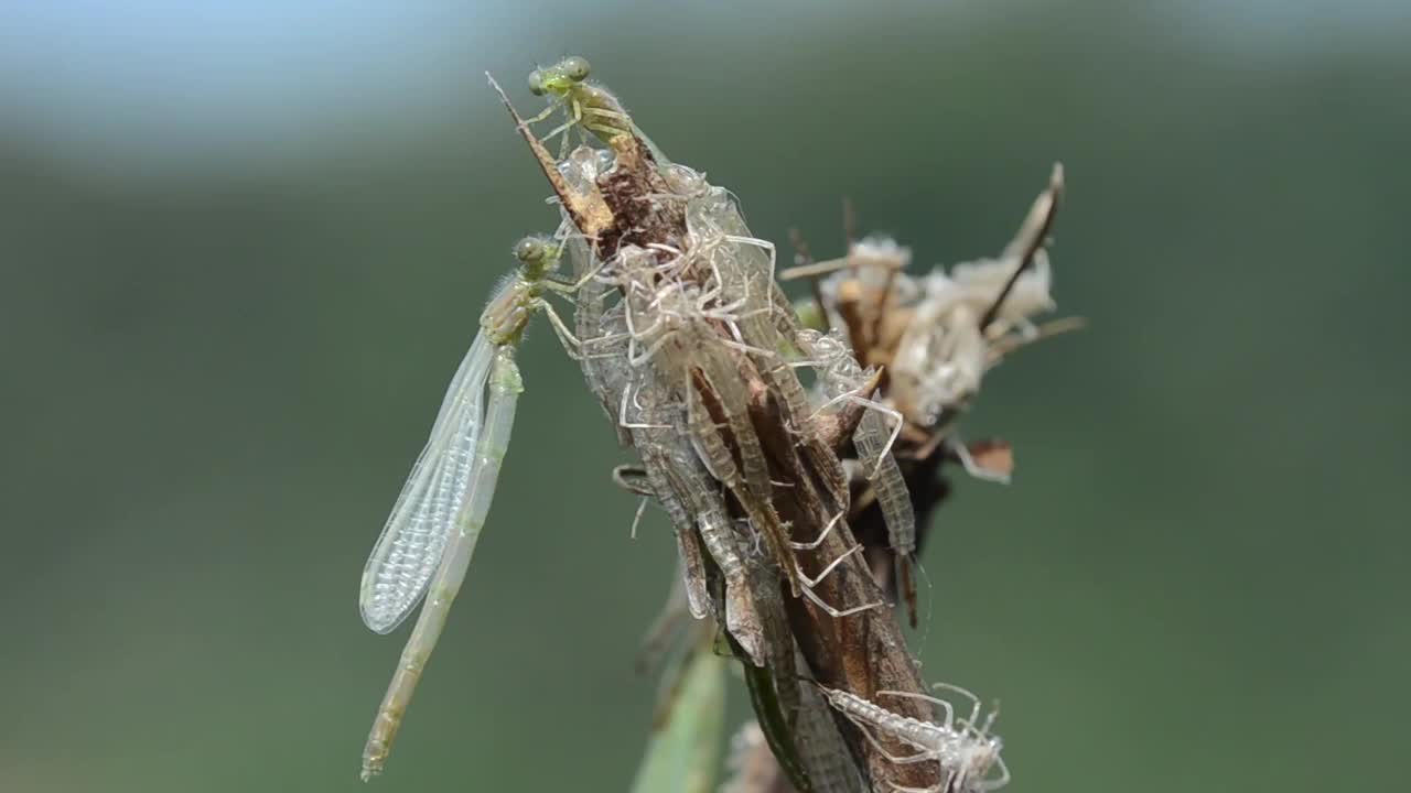 蔚蓝豆娘（Coenagrion puella）新和exuvia视频素材