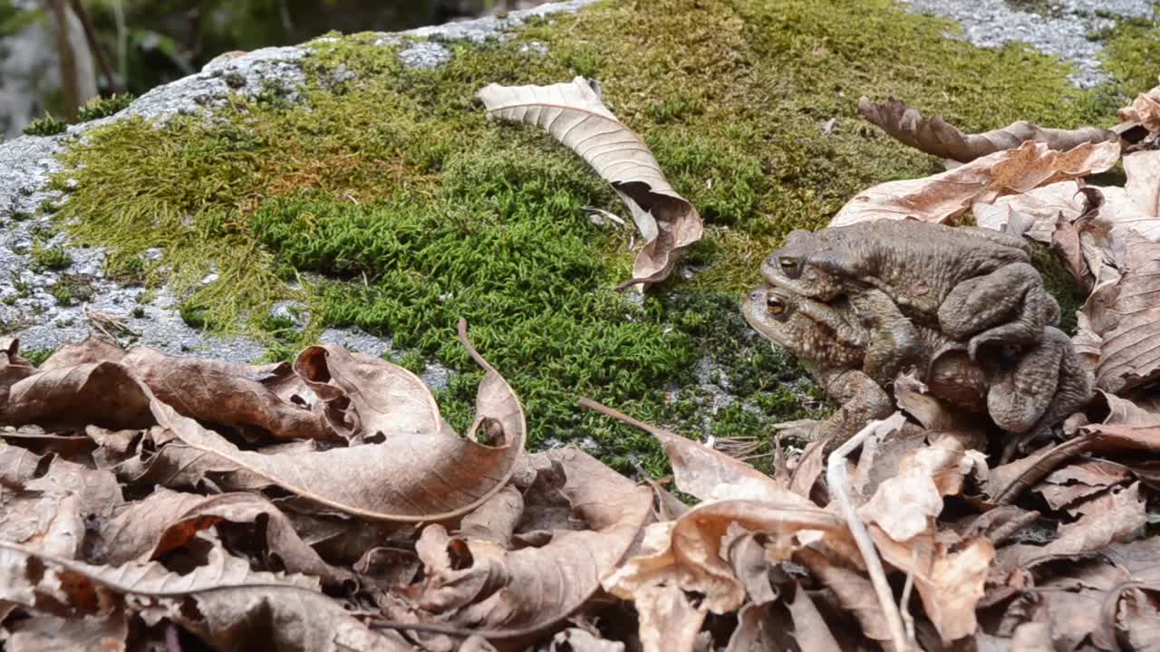 一对蟾蜍，大蟾蜍，大蟾蜍视频素材