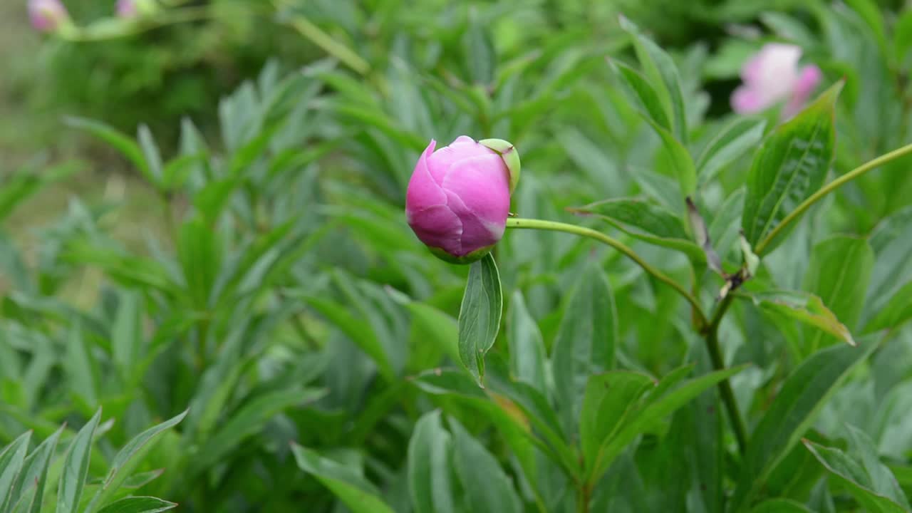 一朵粉红色的牡丹花蕾在花园里靠近。视频是静态摄像机视频素材