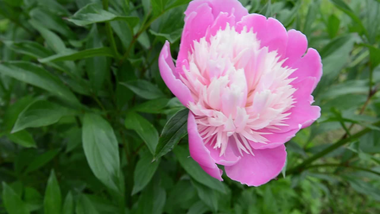 花园里一朵粉红色的牡丹花。视频是静态摄像机视频素材