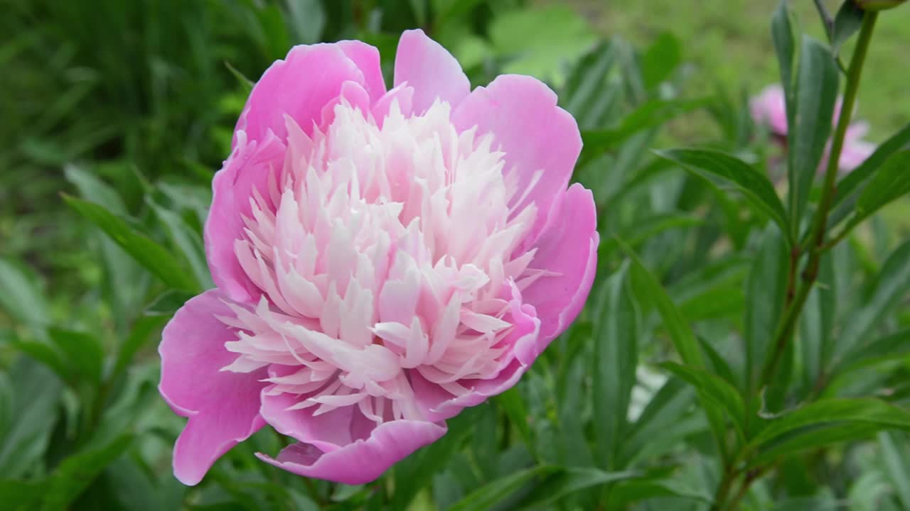 花园里一朵粉红色的牡丹花。视频是静态摄像机视频素材