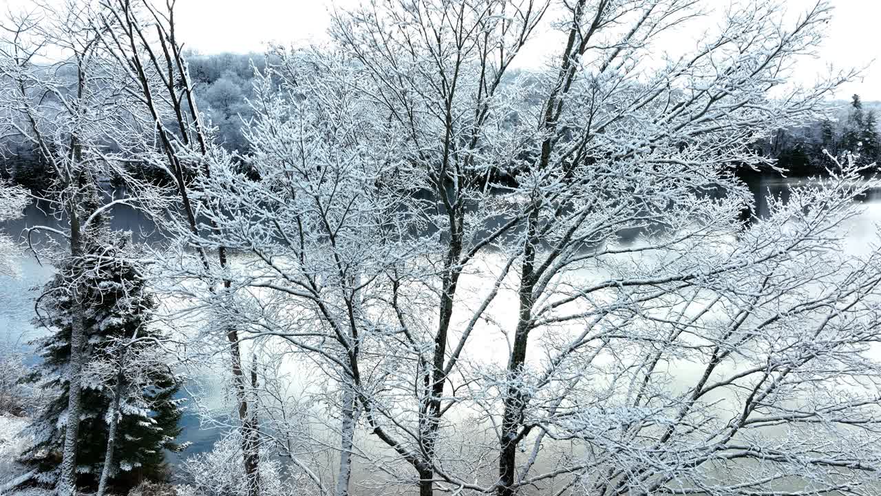 空中拍摄的积雪覆盖的树木和湖泊视频下载