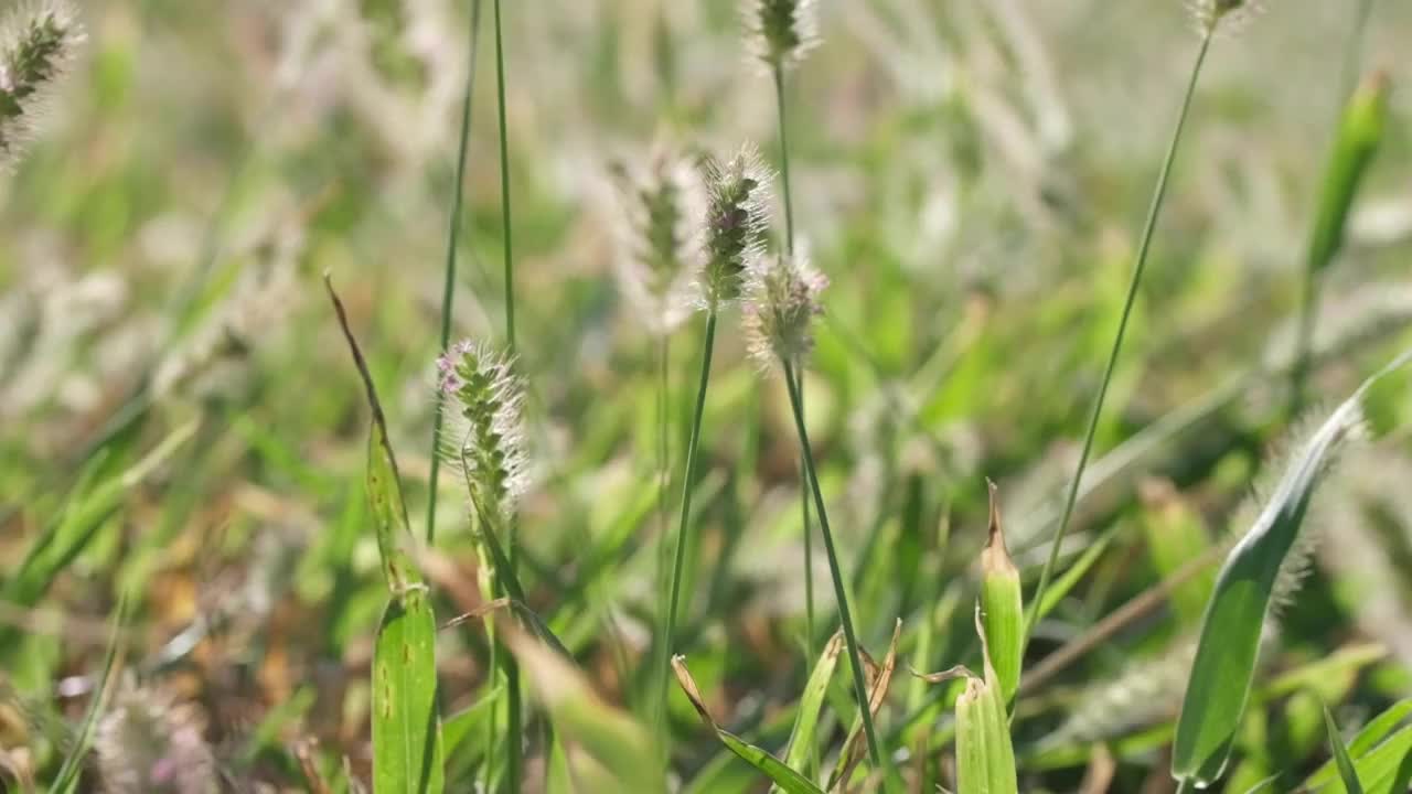 草视频素材