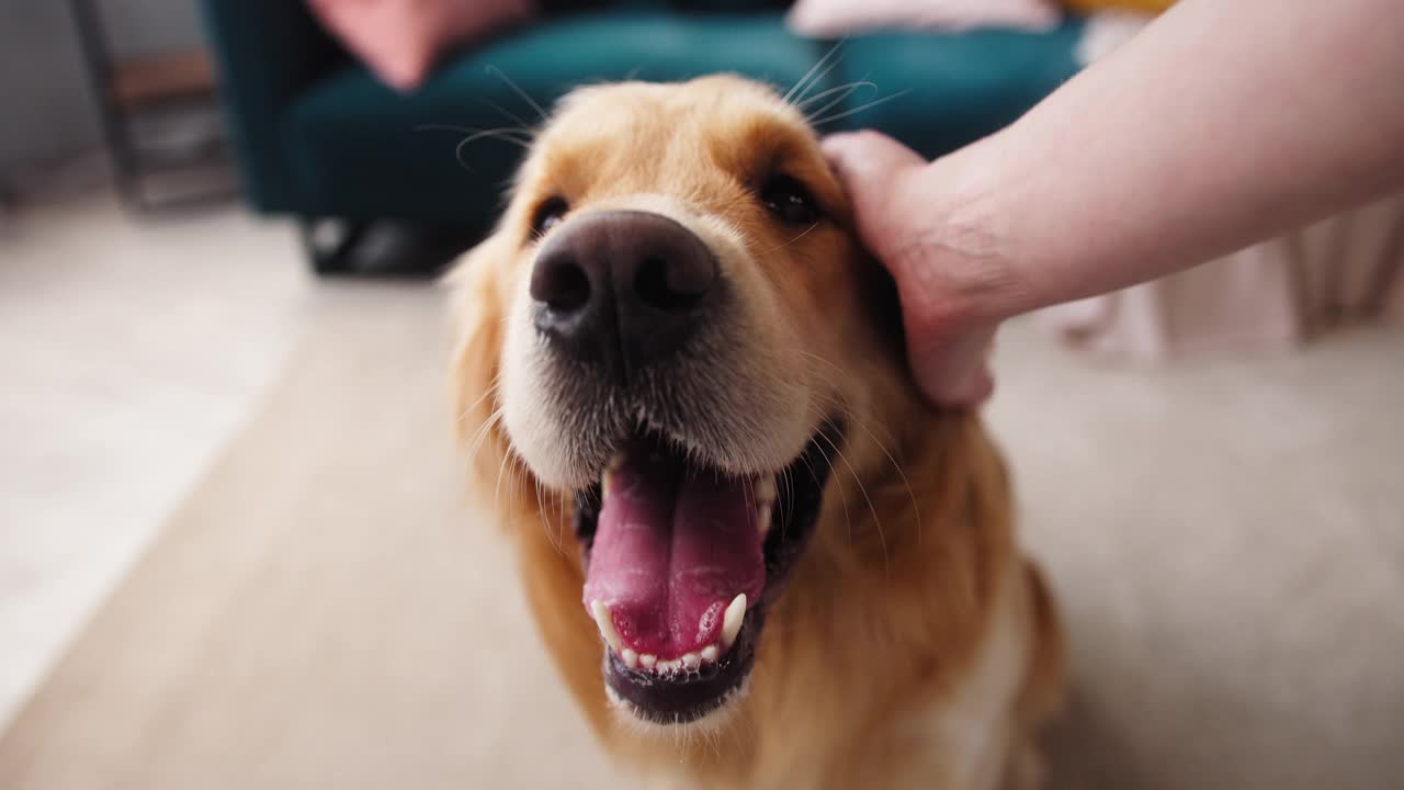 特写金毛猎犬坐在客厅的地板上。男主人抚摸着他的金毛猎犬。一个人用手抚摸着狗的头。快乐的动物朋友，小狗在家里放松视频素材