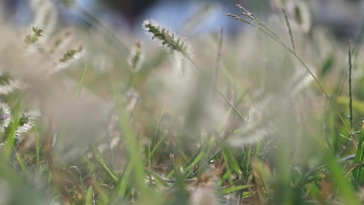 草视频素材