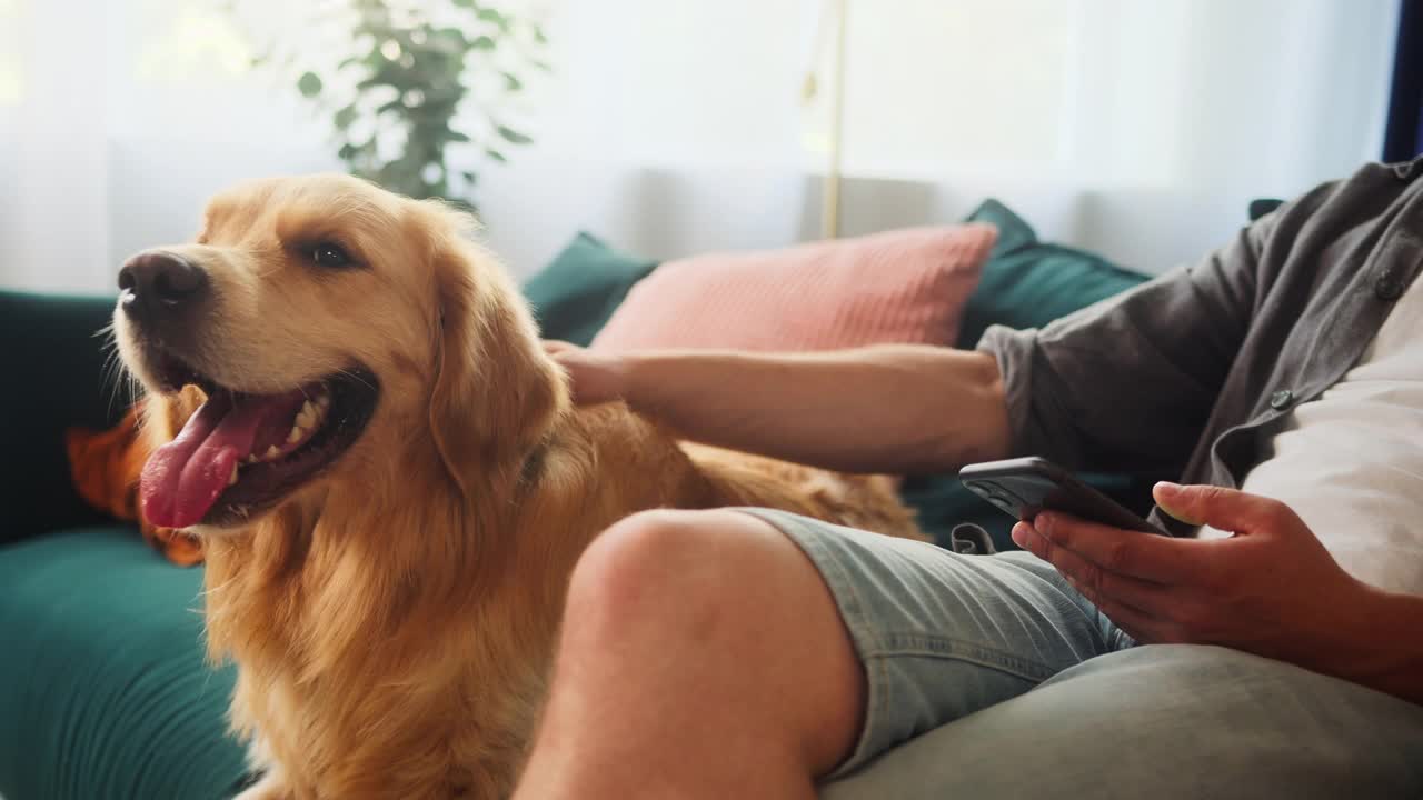 特写的金毛猎犬躺在客厅的沙发上，男人在用智能手机聊天，男人抚摸着他听话的狗。小狗伸出舌头呼吸，放松地等待主人的到来视频素材