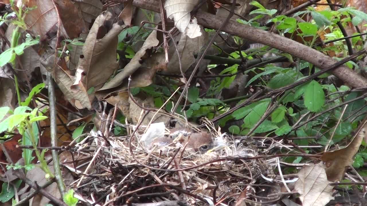 韩国京畿道广州市土川郡舞水里的牛头伯劳(Lanius bucephalus，牛头伯劳)视频素材