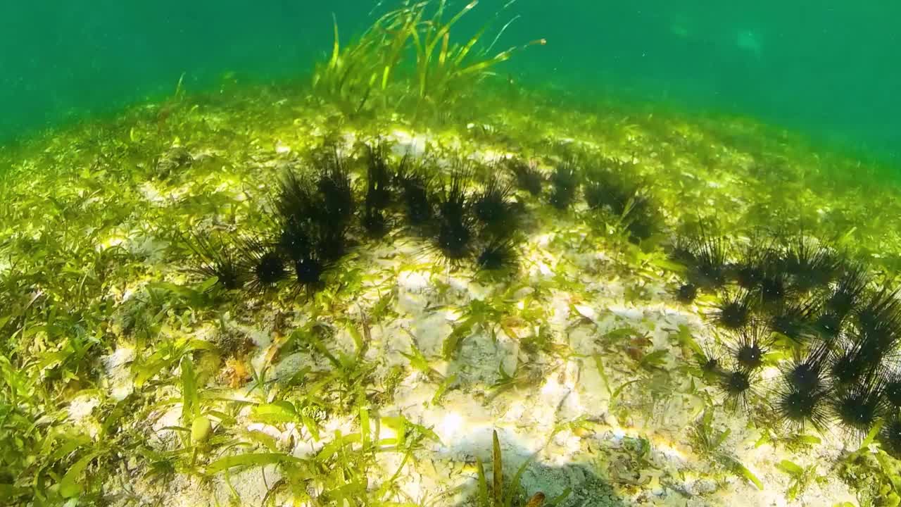 海胆在清澈的水中视频素材