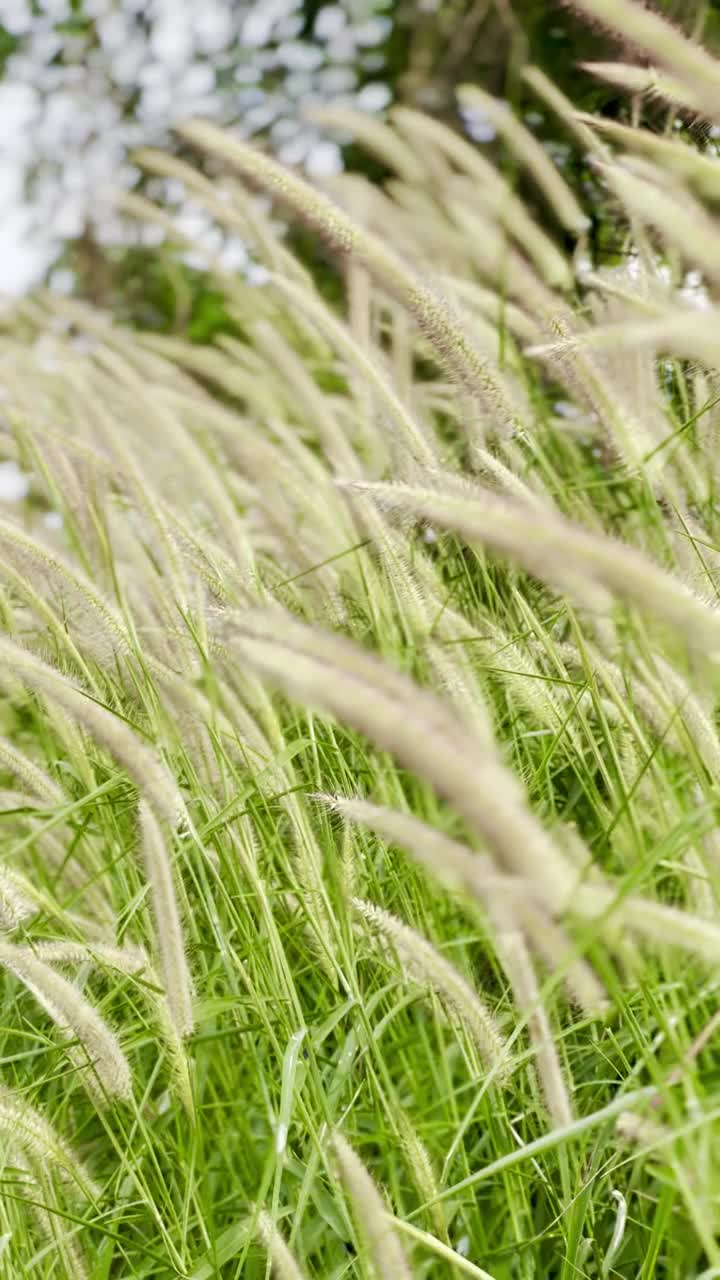 草，花，在风中吹视频素材