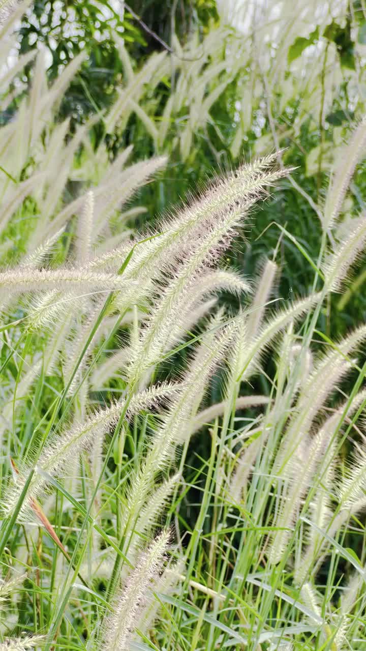 草，花，在风中吹视频素材