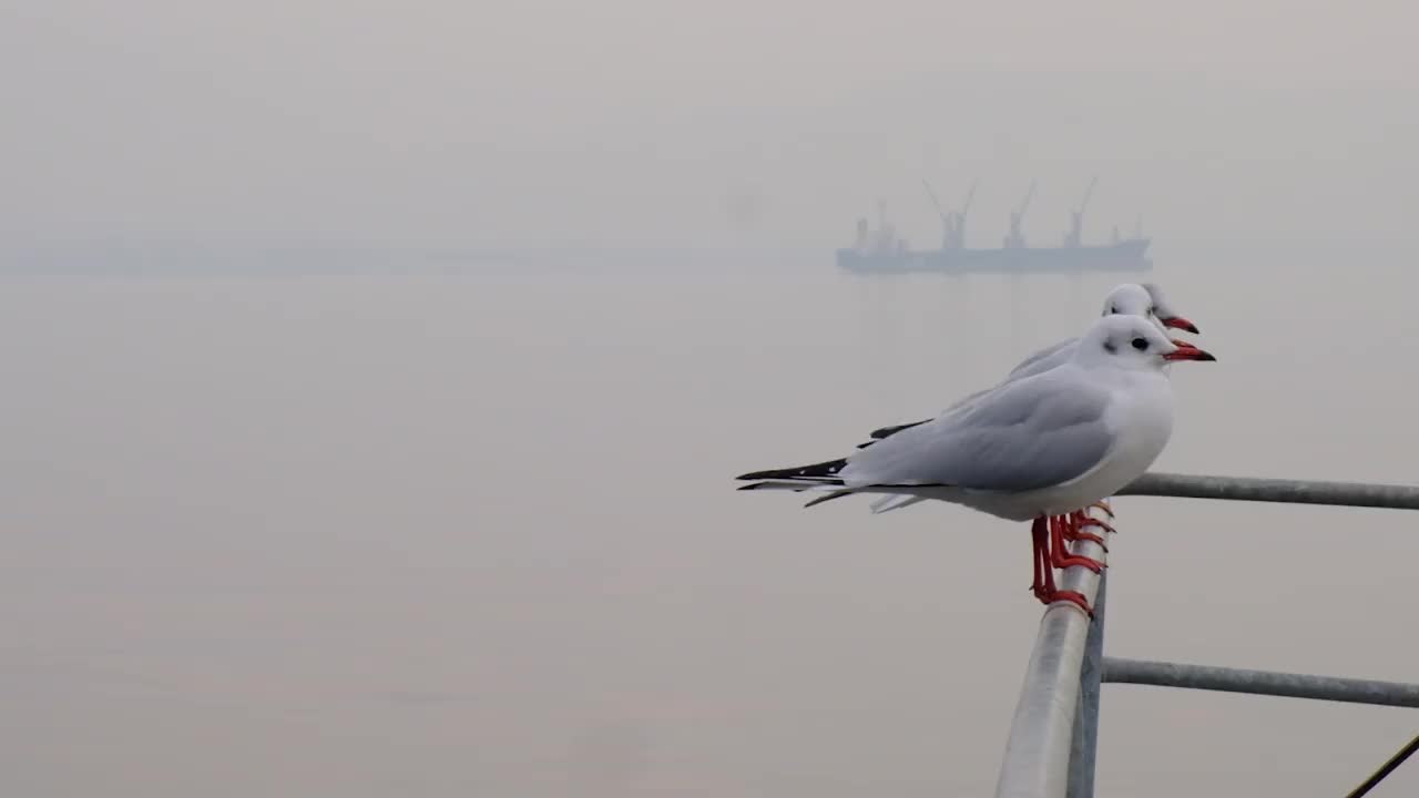 海鸥在雾天栖息在栏杆上。视频素材