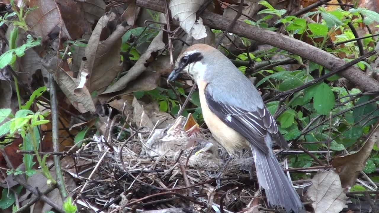 韩国京畿道广州市土川郡舞水里的牛头伯劳(Lanius bucephalus，牛头伯劳)视频素材