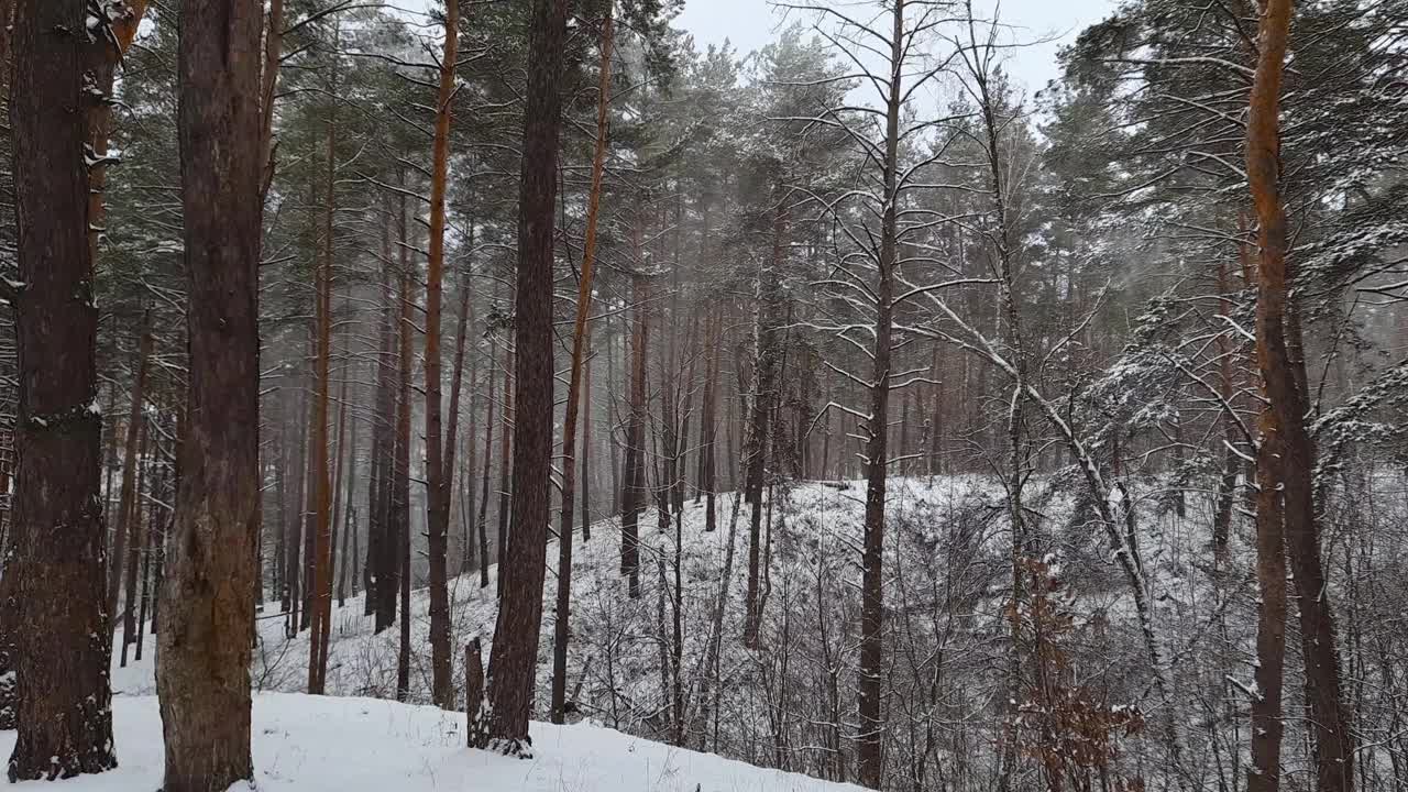 在一场小雪中，松树林的一部分视频素材