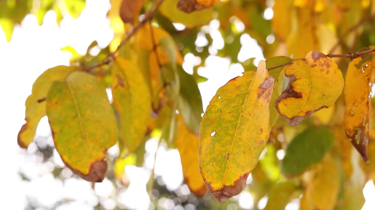 特写黄色的叶子与模糊背景在秋天视频素材