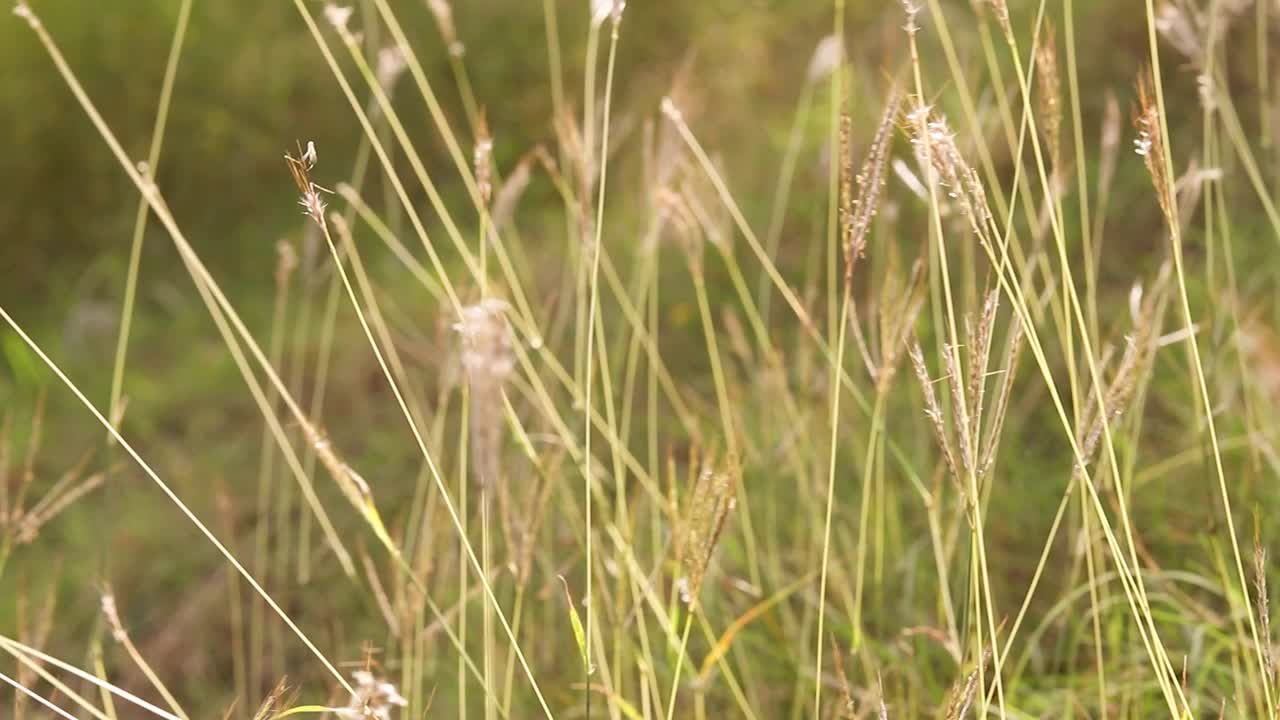 草被晚风吹着视频素材