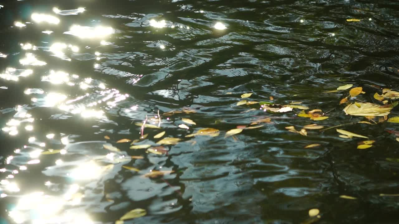 一个平静的淡水河的特写，明亮的秋天落叶。缓慢运动的水面平静地流动与太阳的反射。秋景自然视频素材