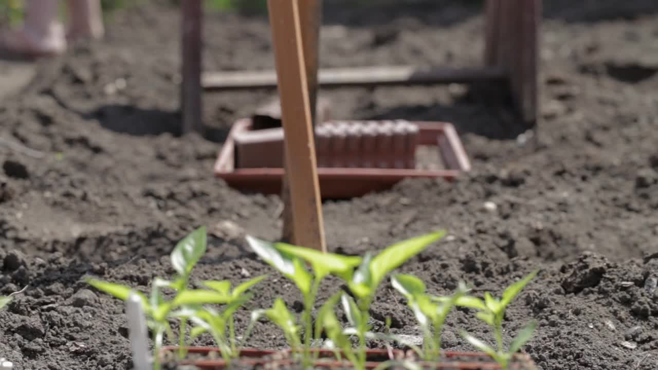 种植幼苗蔬菜栽培辣椒手在地上。有机种植天然产品。农业。季节处理村庄土壤。在农田里工作的女农民。视频素材