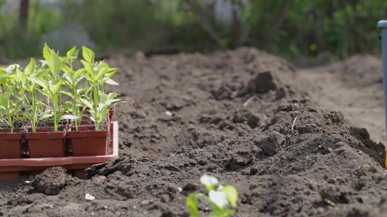 种植幼苗蔬菜栽培辣椒手在地上。有机种植天然产品。农业。季节处理村庄土壤。在农田里工作的女农民。视频素材