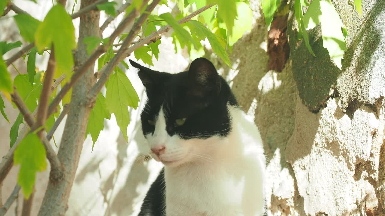 流浪猫在街上的花盆下晒日光浴。视频素材