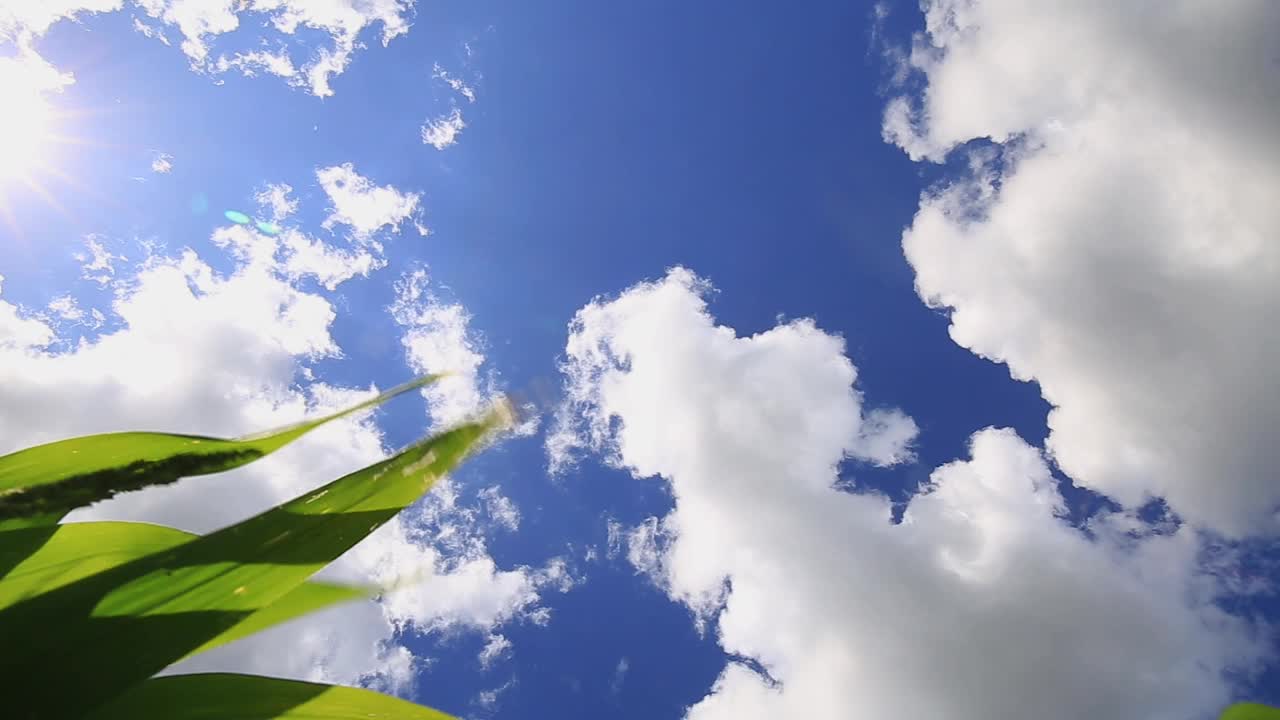 蓝天白云之上的绿色玉米田，全景。风景优美，景观动态，农业用地。美丽的大自然。农业。玉米田。在农场种蔬菜。视频素材