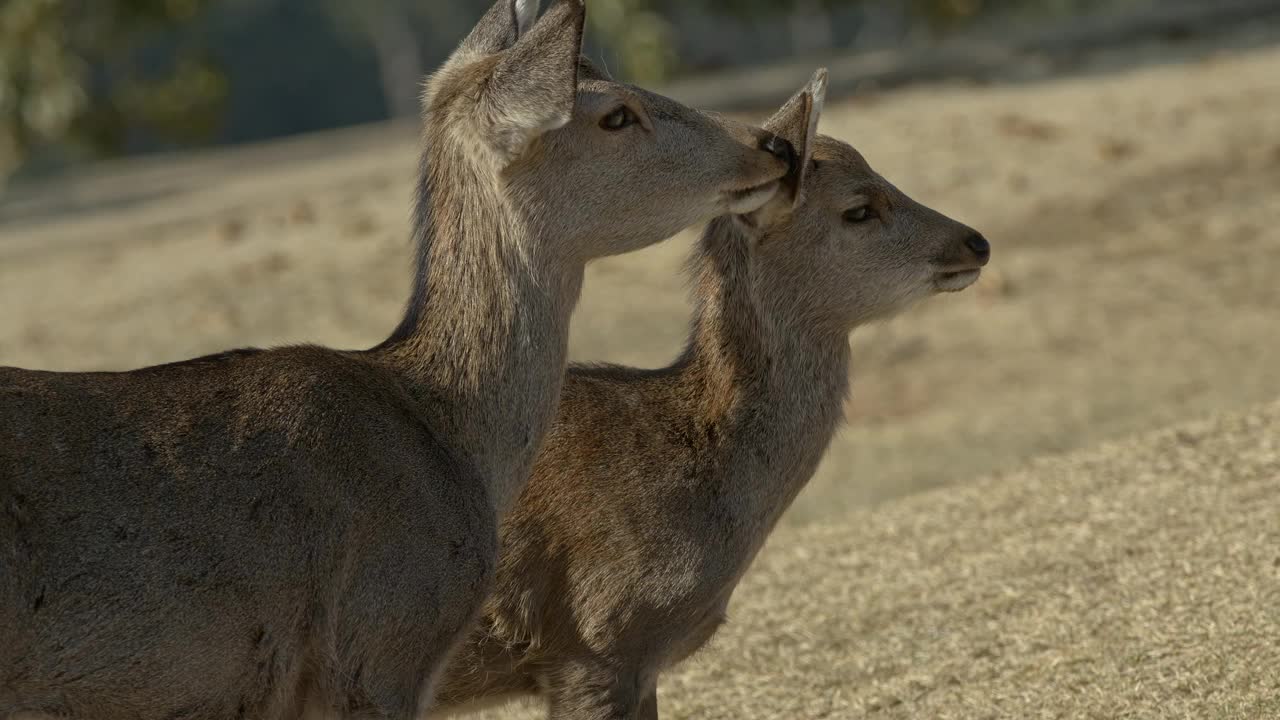 梅花鹿(Cervus nippon)的母亲和小鹿。视频素材