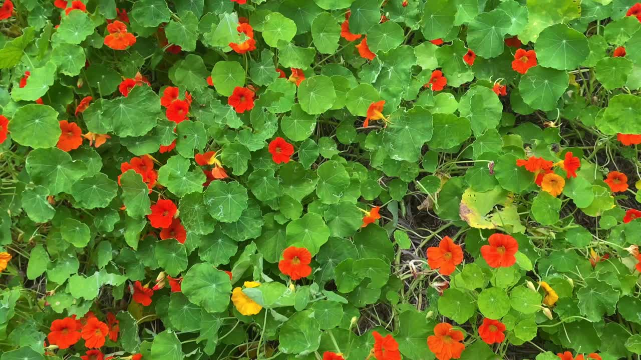 橙色旱金莲可食用的花视频素材