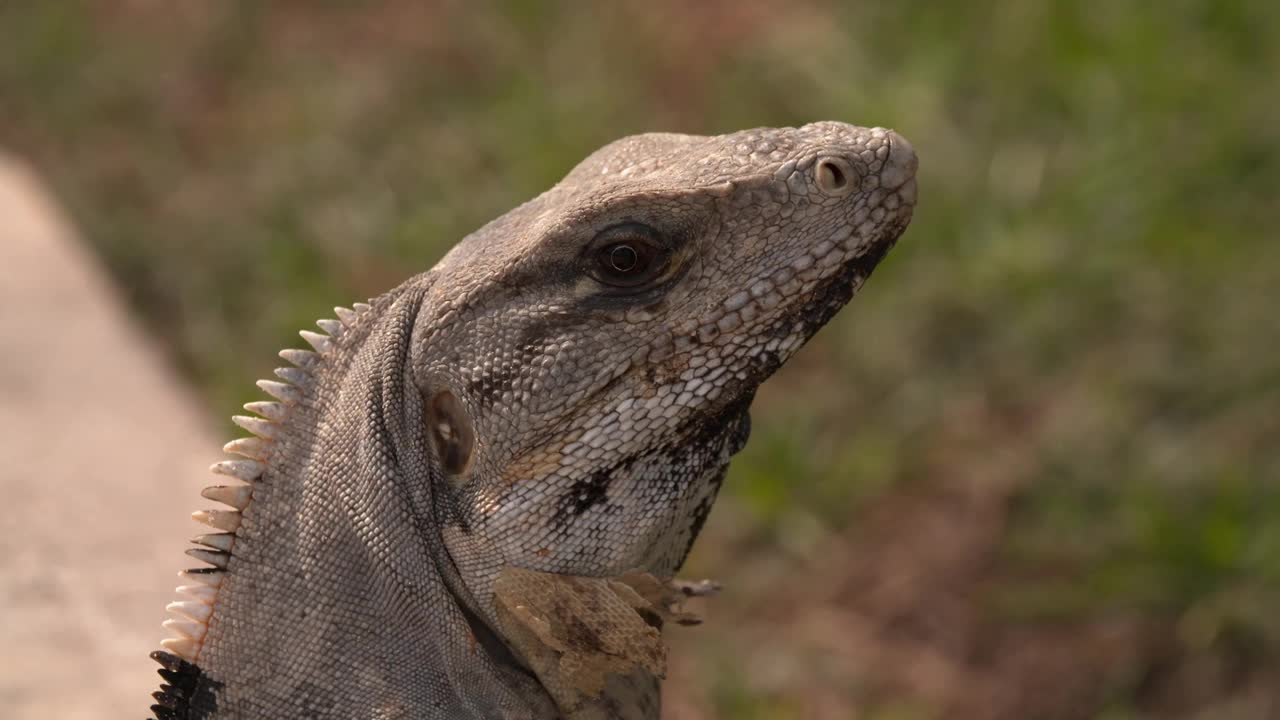 刺尾鬣蜥(ctenosaursimilis)是鬣蜥科(Iguanidae)的一种蜥蜴。为了伪装，它的颜色是灰绿色视频素材