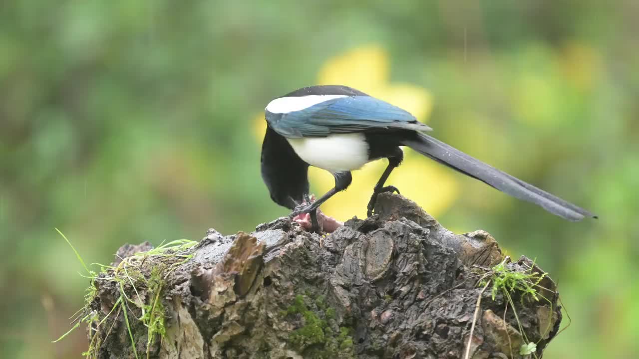 喜鹊(匹卡匹卡)视频素材