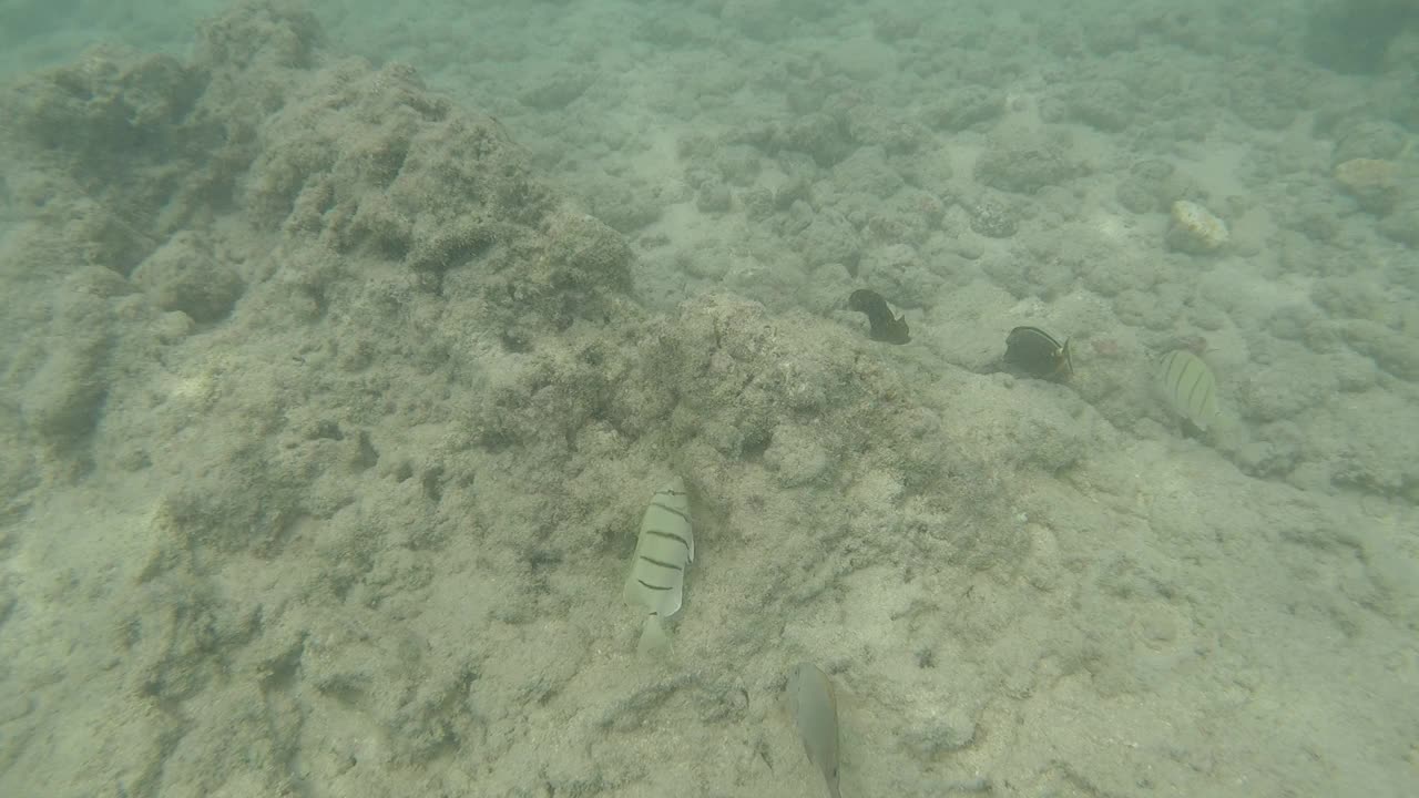 在夏威夷水域游泳的热带鱼视频素材