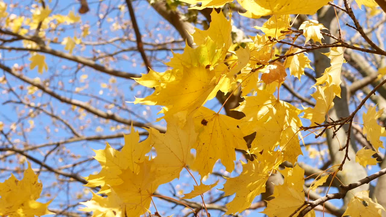 秋天，落叶飘落，阳光灿烂的日子在秋天的森林里。视频素材