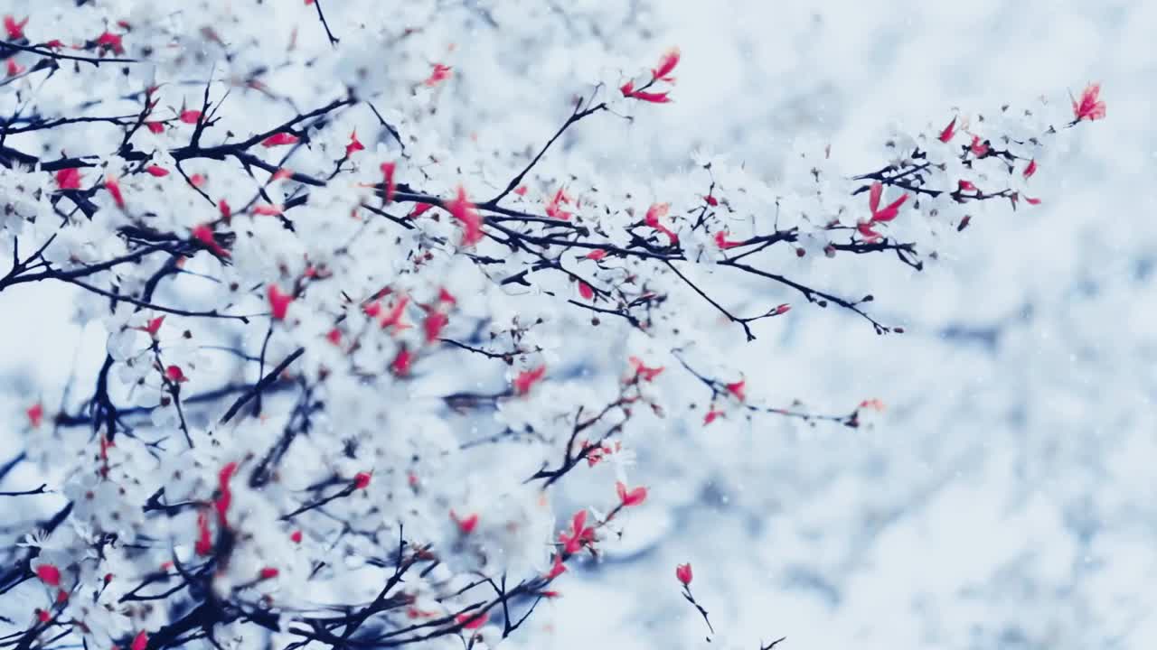 圣诞节和冬天自然背景，树枝在雪地里视频素材