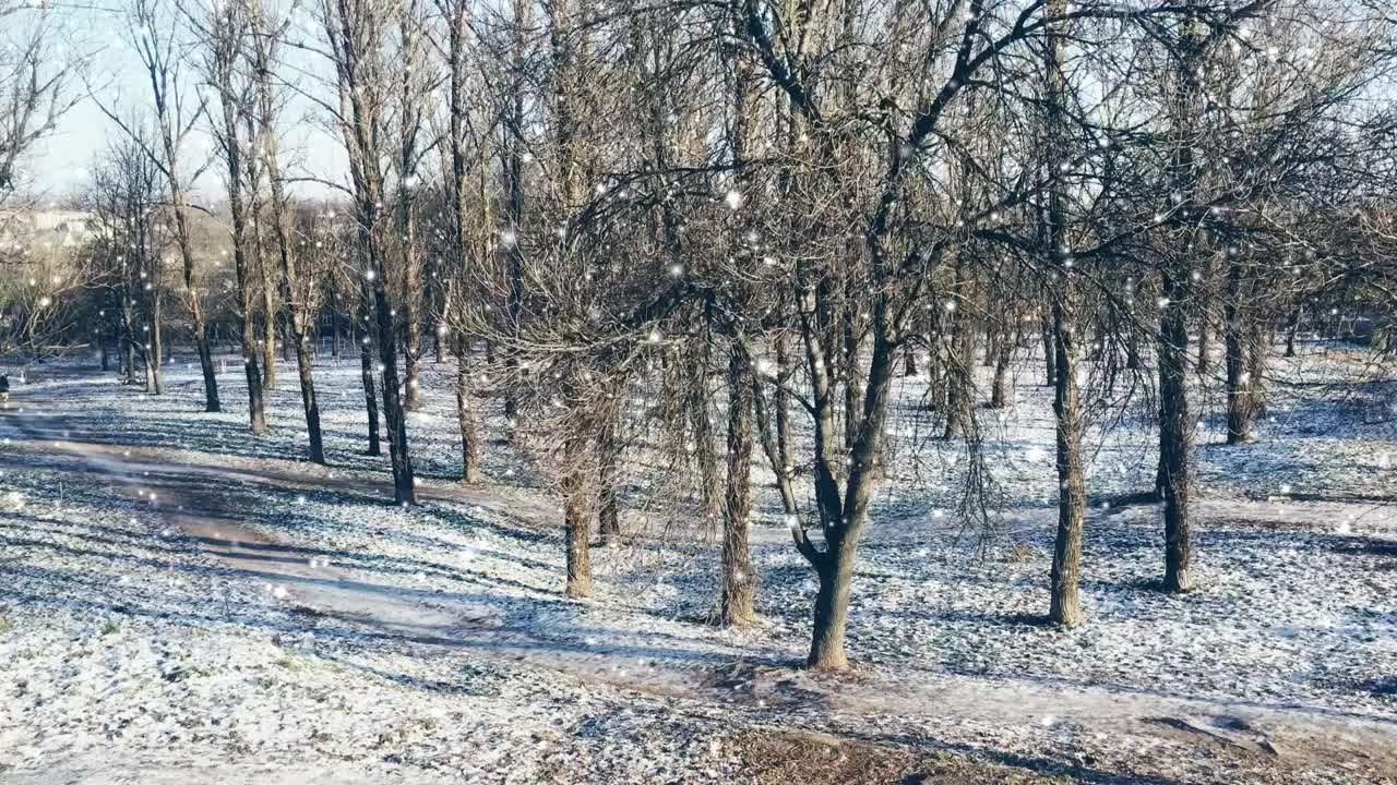 冬天的森林作为圣诞节的背景，下雪了，树被雪覆盖视频素材